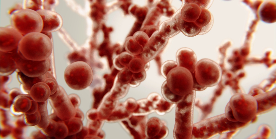 Die Hauptformen von Candida: Hefeform, Hyphenform und Biofilmphase Die Hauptformen von Candida: Hefeform, Hyphenform und Biofilmphase